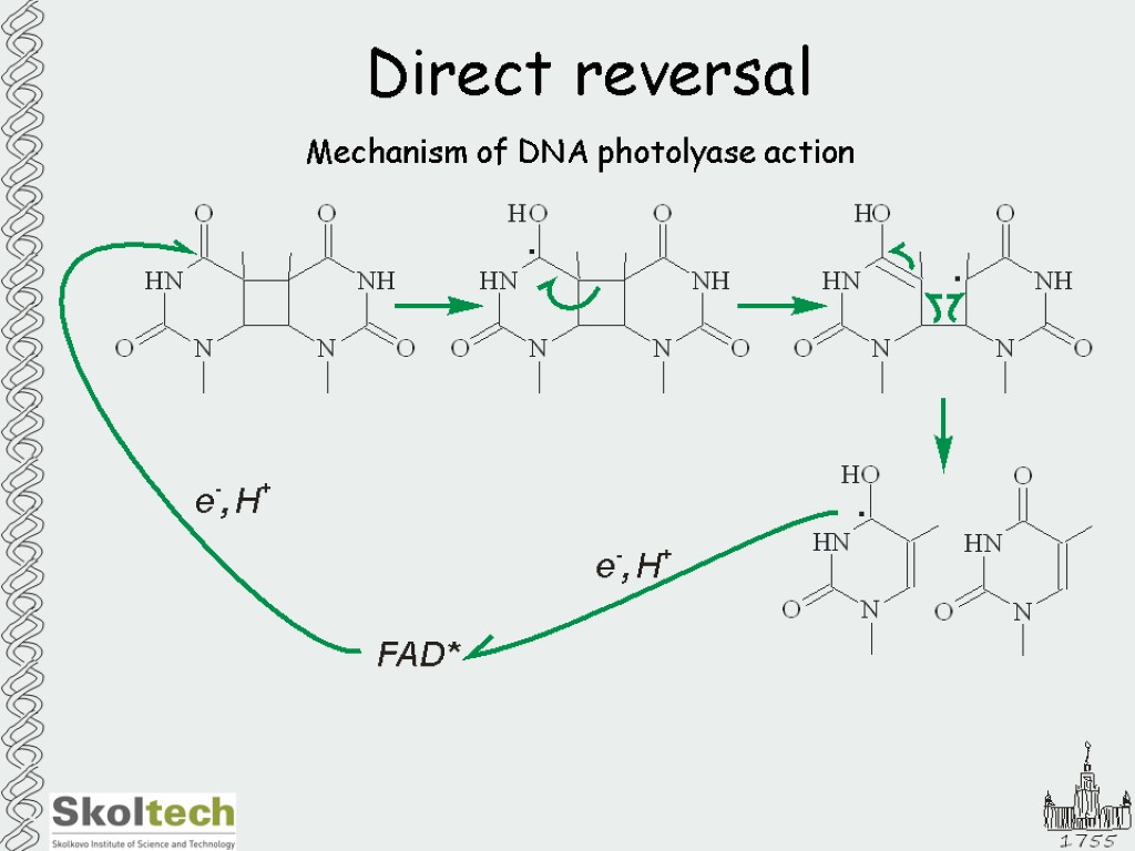 Direct reversal Mechanism of DNA photolyase action